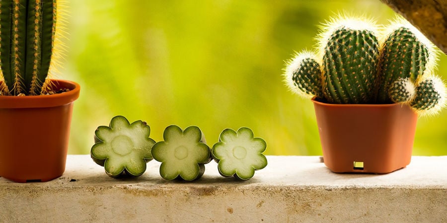 Cultiver Des Cactus À Mescaline À Partir De Boutures