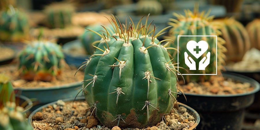 Comment Prendre Soin D’Un Cactus À Mescaline