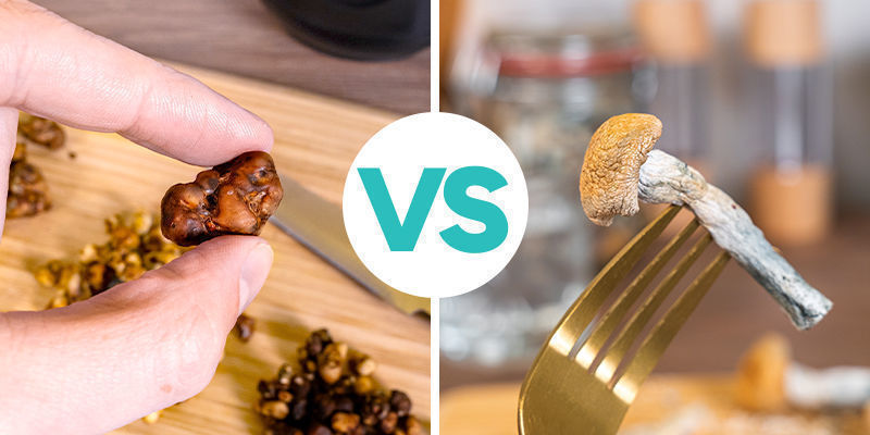 Consommation De Truffes Magiques VS Champignons Magiques