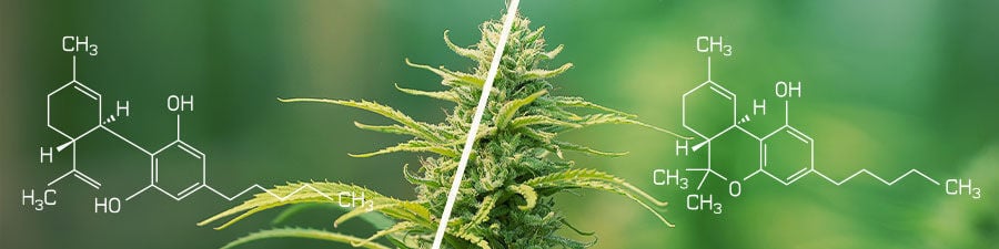 Culture de graines de cannabis régulières en intérieur- Alchimia Grow Shop