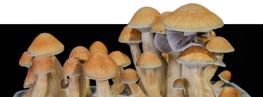 Brumisateur pour serre ou culture de champignons et champignonnières.