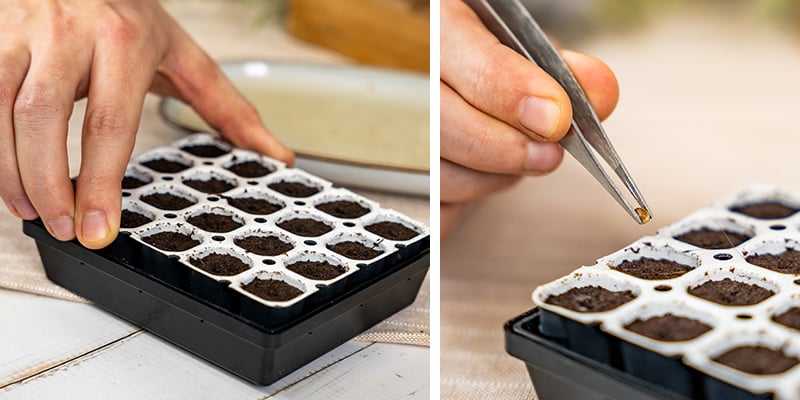 1. Faire germer des graines de cannabis avec un kit de germination