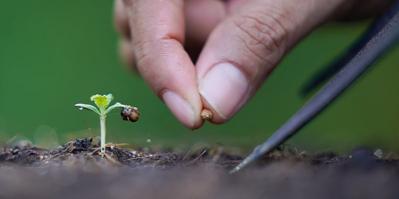 Comment faire germer de vieilles graines de cannabis