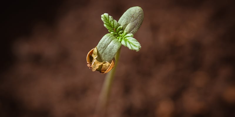 2. Faire germer des graines de cannabis en terre