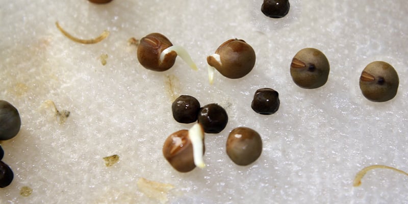 4. Germination de graines de cannabis avec des essuie-tout