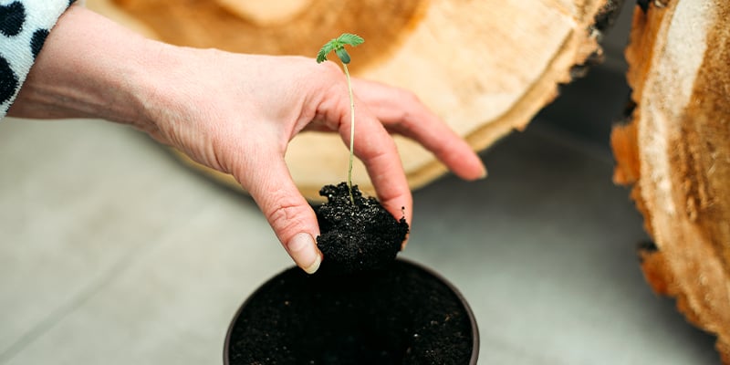 Quand transplanter les plants de cannabis