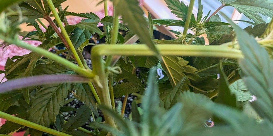 Les Avantages Du Supercropping Du Cannabis