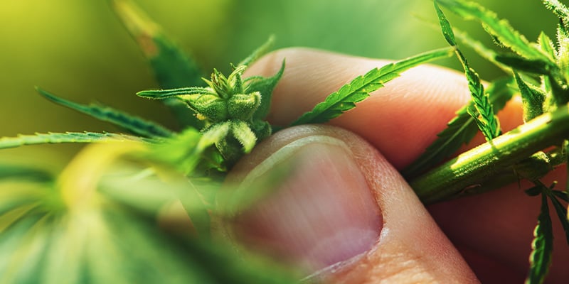 Sexage Des Plants De Cannabis Pendant La Phase Végétative
