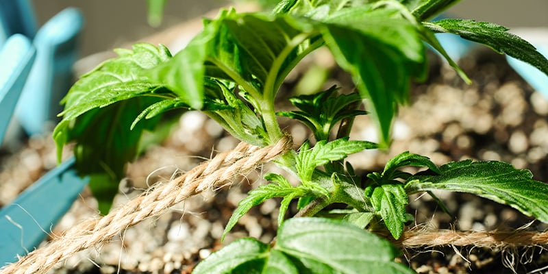 Palissage Du Cannabis Pendant La Phase Végétative