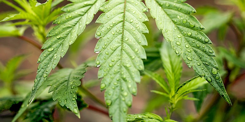 Arrosage Du Cannabis Pendant La Phase Végétative