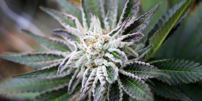 Combien De Temps Dure La Phase De Floraison Du Cannabis ?