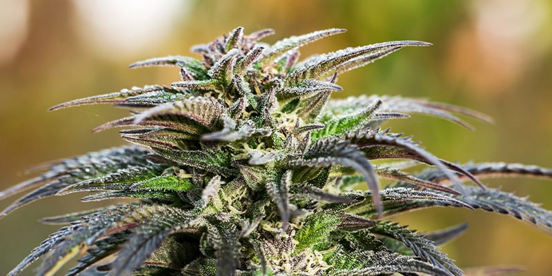 Maîtriser La Phase De Floraison Du Cannabis
