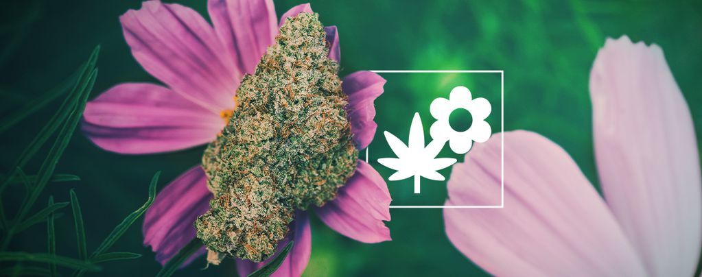 Comment Mieux Cultiver Du Cannabis Avec Les Plantes Compagnes