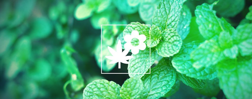 Le Compagnonnage De Cannabis: Menthe