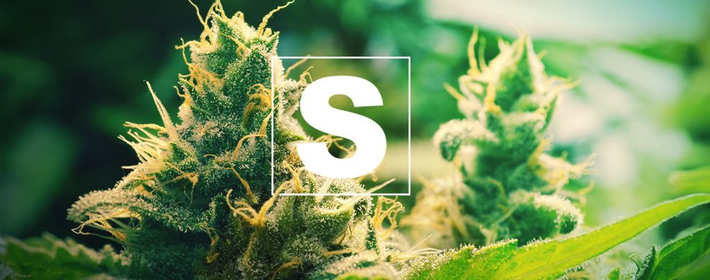 L’importance Du Soufre Pour Les Plants De Cannabis