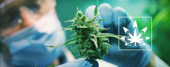Comment (Et Pourquoi) Régénérer Des Plants De Cannabis ?