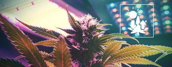 Cannabis Et Photosynthèse