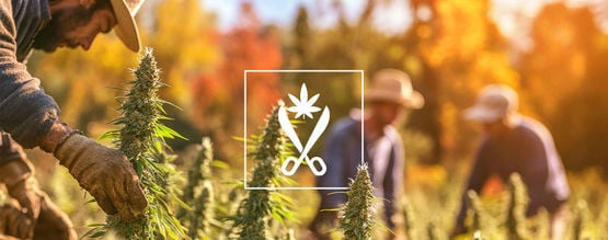 Comprendre Récoltobre : La Saison Des Récoltes Du Cannabis