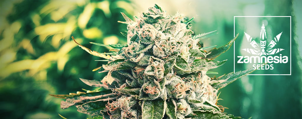 Les 10 Meilleurs Grinders À Cannabis Testés Et Approuvés - Zamnesia Blog
