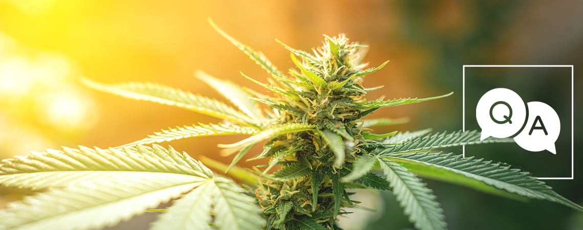 Zamnesia Repond Aux Questions Les Plus Brulantes D’Internet Sur Le Cannabis