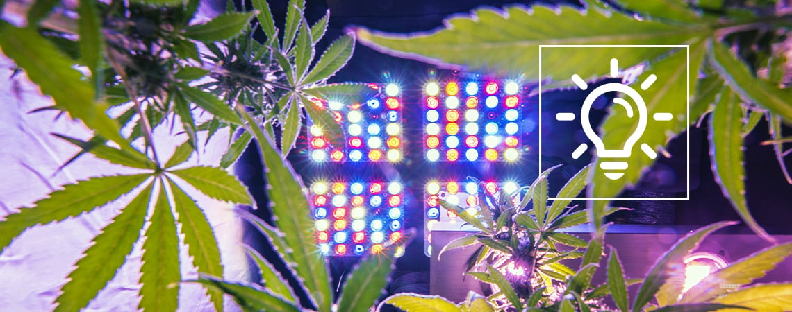 Des Technologies De Culture Du Cannabis Passionnantes En 2024