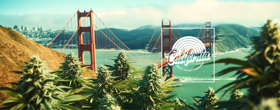 Les Meilleures Variétés De Cannabis À Cultiver En Californie