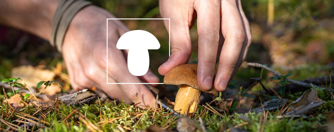 Comment Et Pourquoi Cultiver Des Champignons (Guide Pour Commencer)