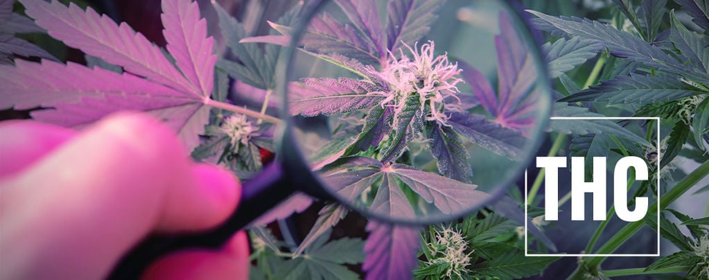 Comment Booster Le Thc Avec Les Rayons Uv - Zamnesia Blog
