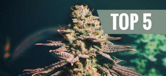 Top 5 Des Variétés De Cannabis Pour Cultivateurs Tardifs
