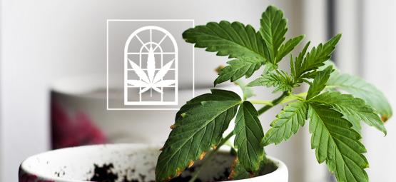 Cultiver Du Cannabis Sur Votre Rebord De Fenêtre