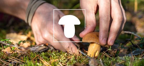 Comment Et Pourquoi Cultiver Des Champignons (Guide Pour Commencer)