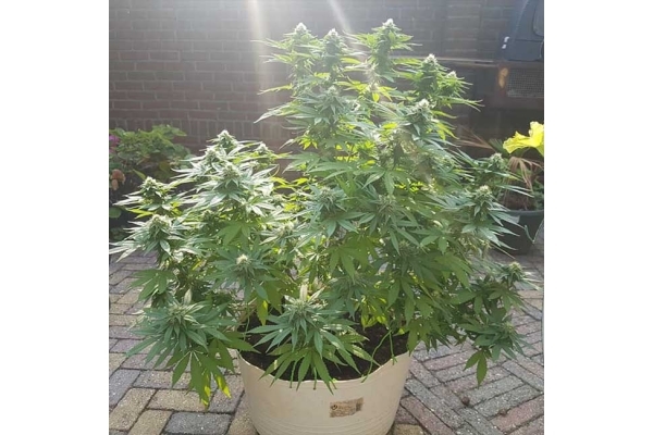 Blue Dream Variété | Zamnesia Seeds - Zamnesia